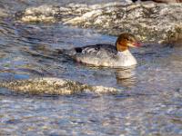 Gänsesäger Weibchen